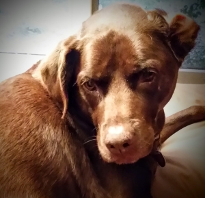 Zoey, Dec 2014 Zoey, Dec 2014